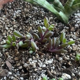 Photo of the plant species Othonna Capensis Ruby Necklace by @FamedBaywillow5 named Diana on Greg, the plant care app