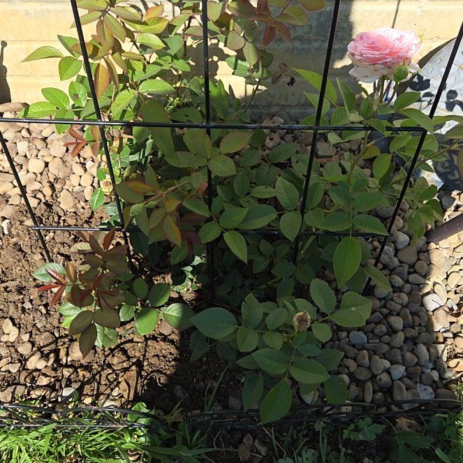 Photo of the plant species Alpine Rose by @HotJonquil5 named Naomi on Greg, the plant care app