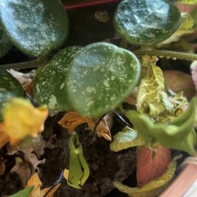 Photo of the plant species Coprosma Repens by @RichLuckynut85 named Duke on Greg, the plant care app