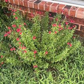 Photo of the plant species Autumn Sage by @RoundSpanishelm named Nithin on Greg, the plant care app