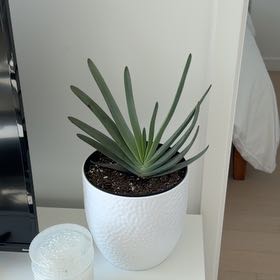 Photo of the plant species Fan Aloe by @DollDewberry61 named Gomez on Greg, the plant care app