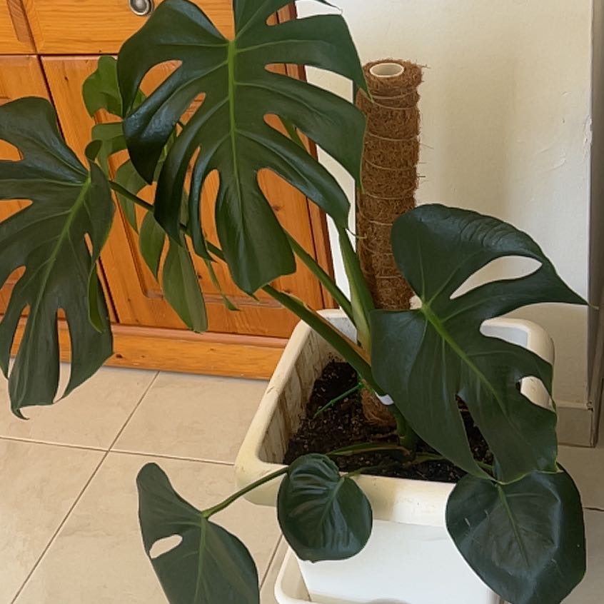 Photo of the plant species Monstera Borsigiana by @GoodySalsa51 named Grande on Greg, the plant care app