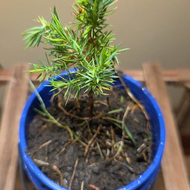 Photo of the plant species American Common Juniper by @FantasticWeed52 named My Dixie Darlin on Greg, the plant care app