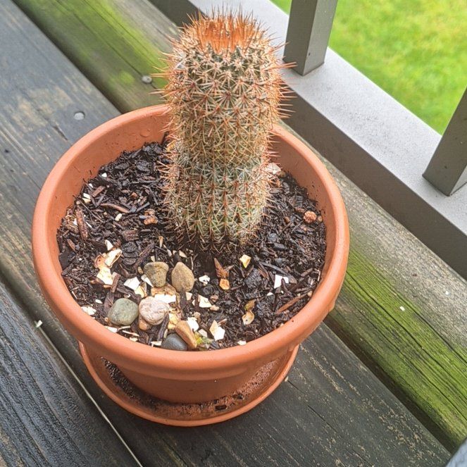 Photo of the plant species Texas Rainbow Cactus by @FunDateplum41 named Max on Greg, the plant care app