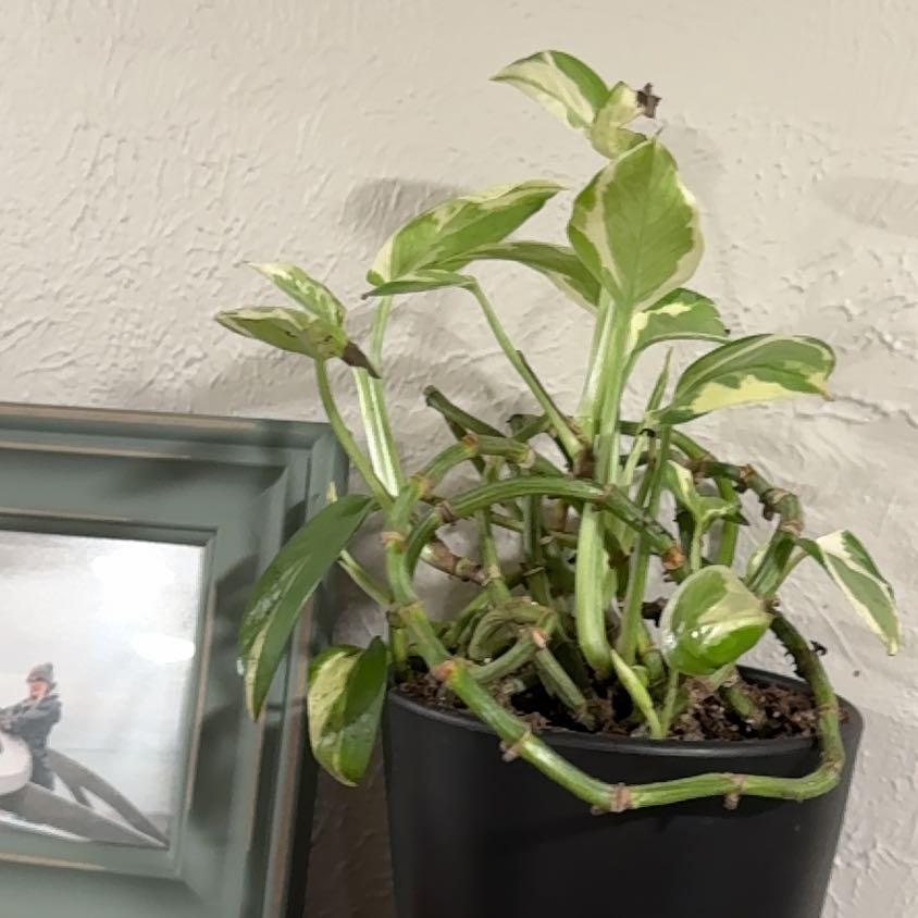 Photo of the plant species Rosa 'Enjoy' by @abigailsoasis75 named Lola on Greg, the plant care app