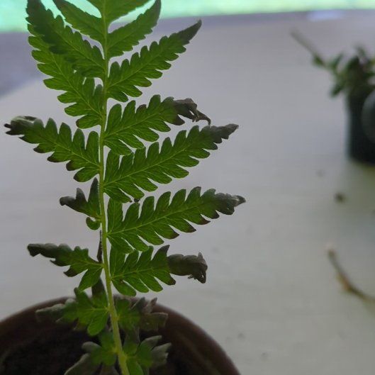 Photo of the plant species Wing Fern by @UberRedrose88 named Fernie Mercury on Greg, the plant care app