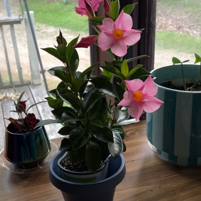 Photo of the plant species Dipladenia 'Rio' by @Orchidsparadise named Marilyn on Greg, the plant care app
