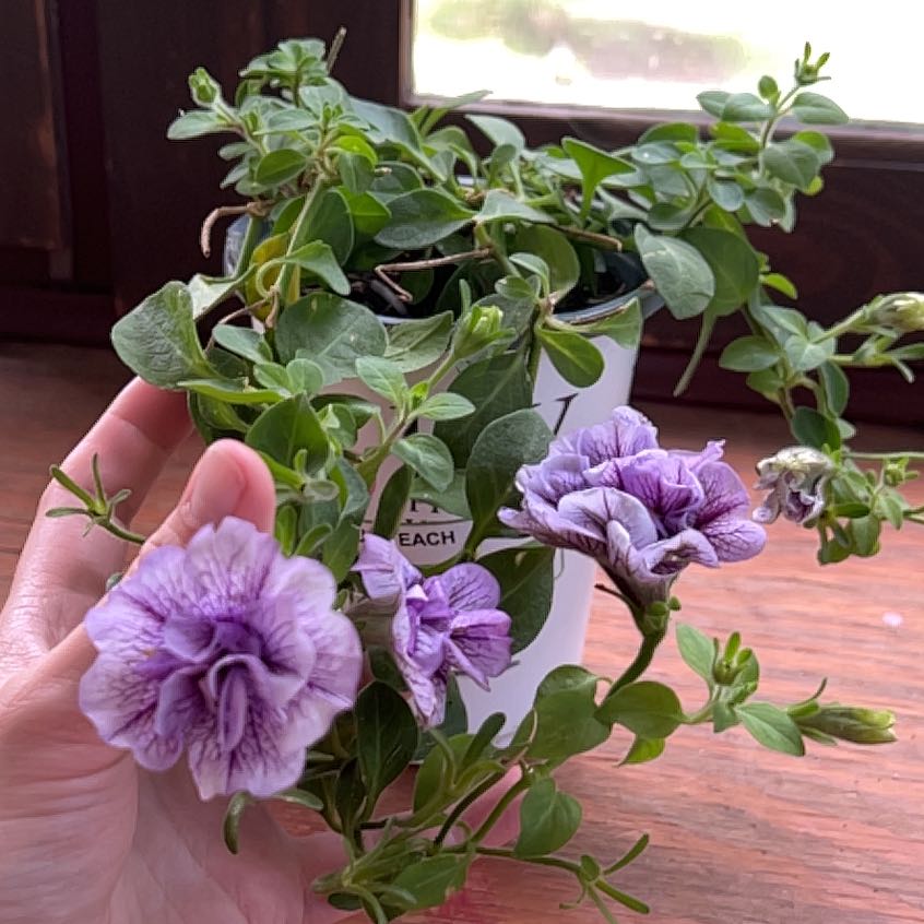 Photo of the plant species Supertunia 'Priscilla' by @Orchidsparadise named Prissi on Greg, the plant care app