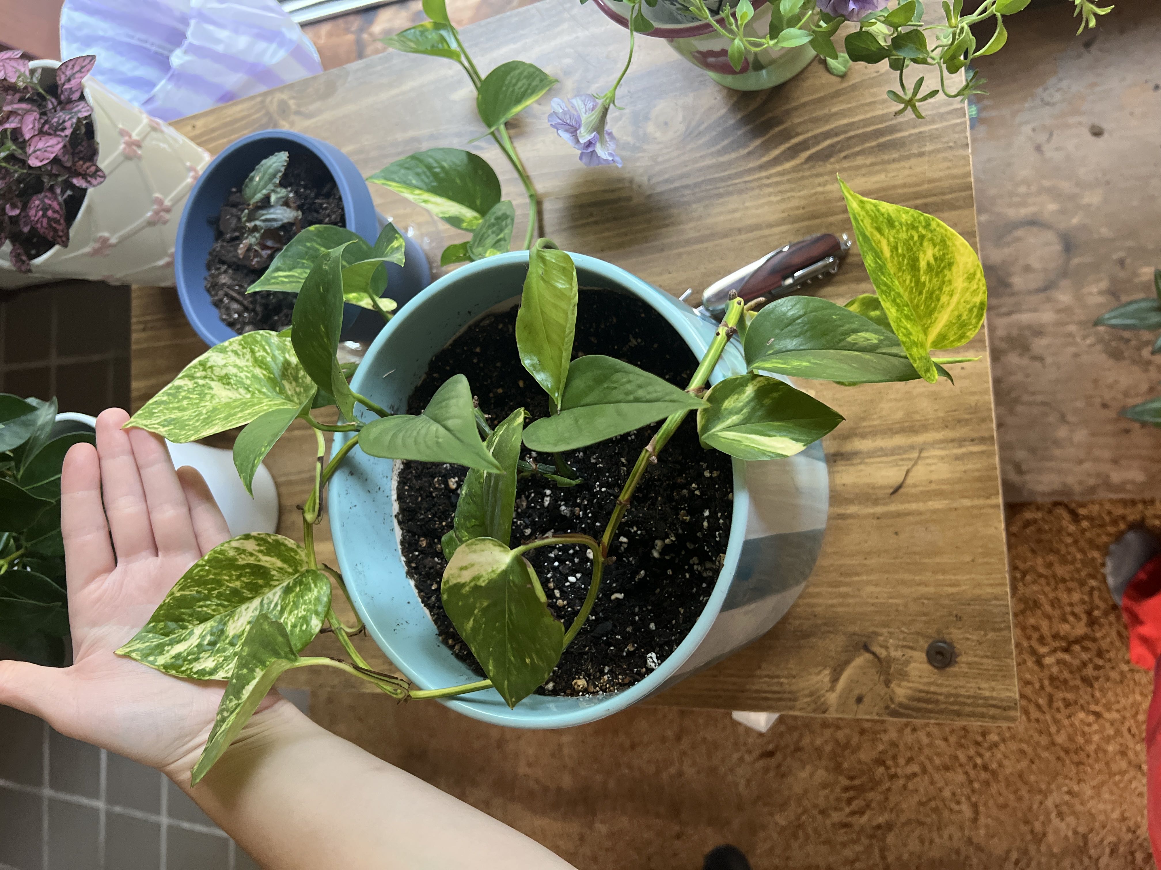 Photo from the post