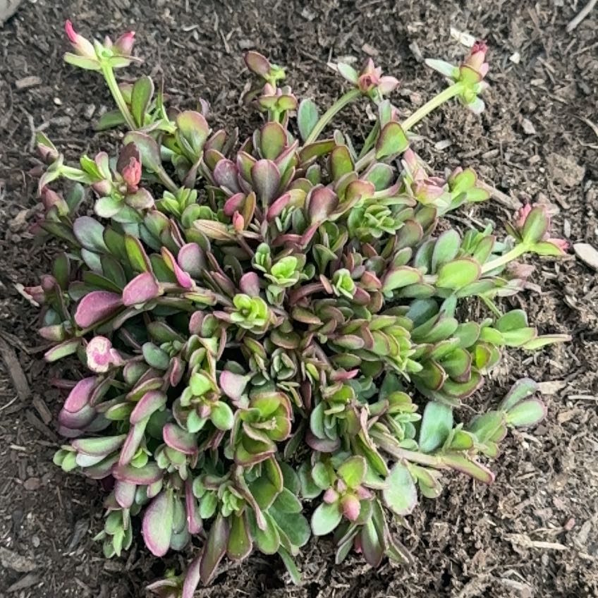 Photo of the plant species Wingpod Purslane by @SirShamrock12 named Willow on Greg, the plant care app