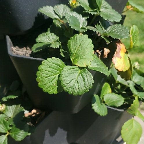 Photo of the plant species Mock Strawberry by @WinSnowrose91 named Tupot amaroot on Greg, the plant care app