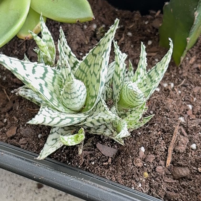 Photo of the plant species Aloe 'Blizzard' by @EzBreezy6990 named Diana on Greg, the plant care app
