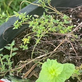 Photo of the plant species Breckland Thyme by @PiousLettuce91 named Gaga on Greg, the plant care app