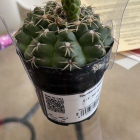 Photo of the plant species Spider Cactus by @YesCanna39 named Charlotte on Greg, the plant care app