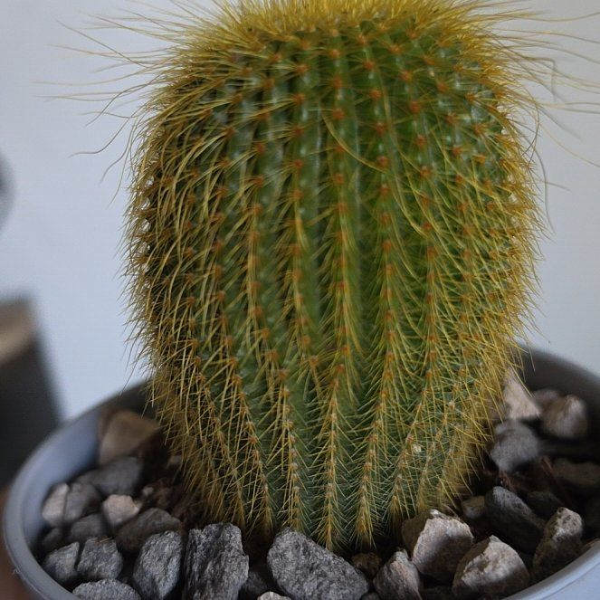 Photo of the plant species Notocactus leninghausii by @PoliteTimeout69 named Zeus on Greg, the plant care app