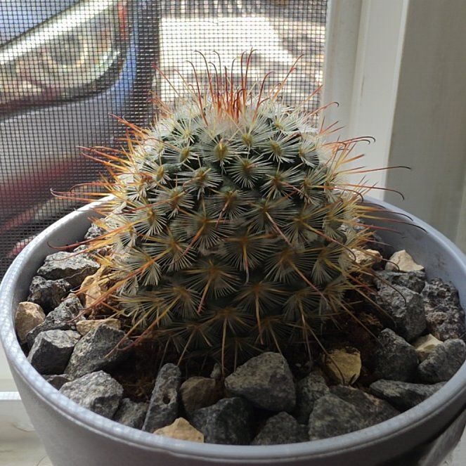 Photo of the plant species Fish Hook Cactus by @PoliteTimeout69 named Mochi on Greg, the plant care app