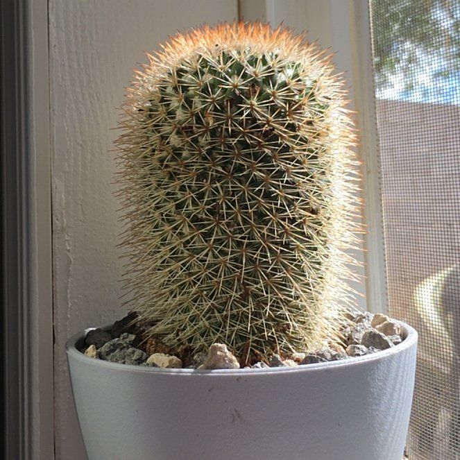 Photo of the plant species Red-Headed Irishman Cactus by @PoliteTimeout69 named Delilah on Greg, the plant care app