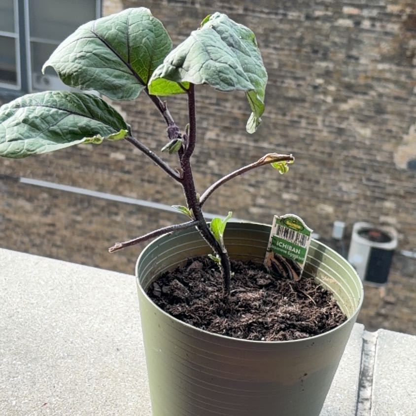 Photo of the plant species Eggplant by @RegalJuniper76 named Fernie Saunders on Greg, the plant care app