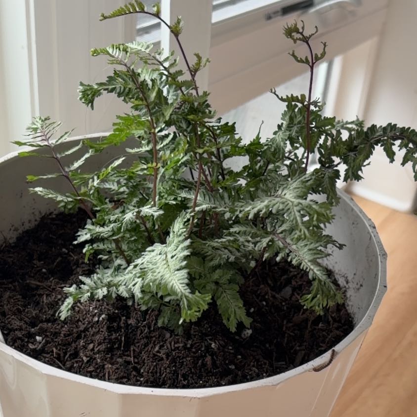 Photo of the plant species Japanese Painted Fern by @RegalJuniper76 named Keanu Leaves on Greg, the plant care app