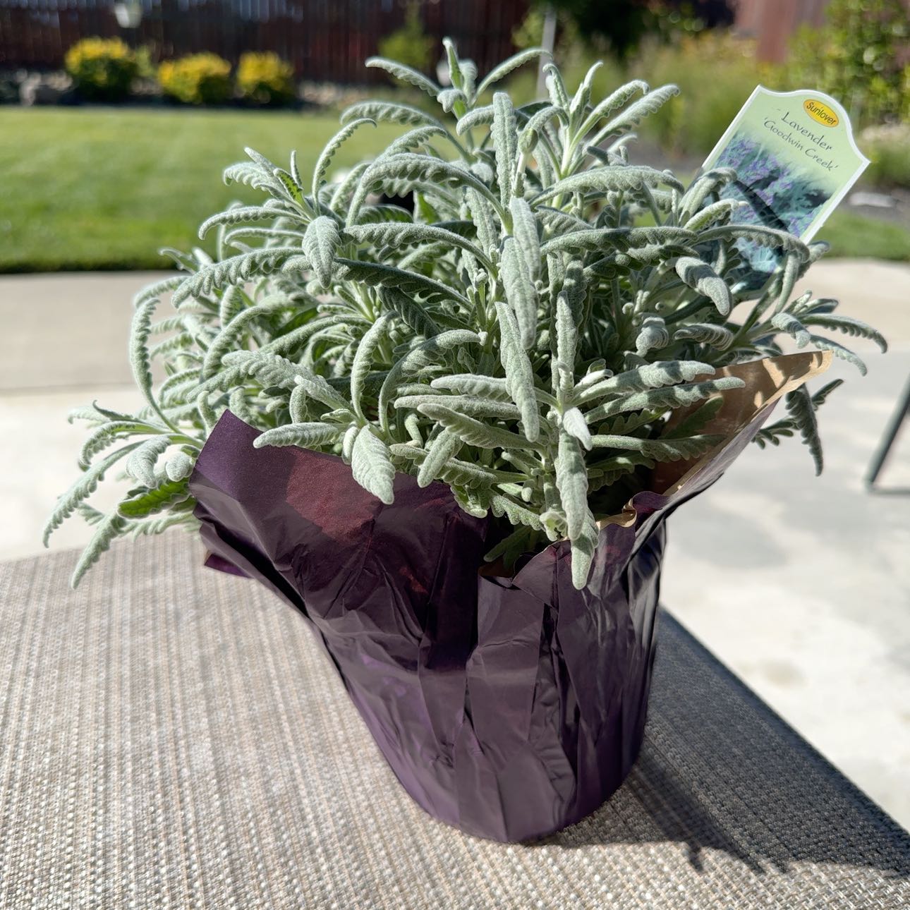 Photo of the plant species Lavender 'Goodwin Creek' by @SpiffyCosmobaby named Goodwin on Greg, the plant care app