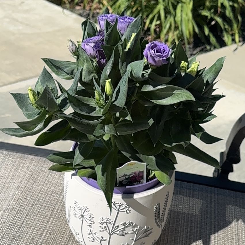 Photo of the plant species Eustoma exaltatum f. exaltatum by @SpiffyCosmobaby named Carol on Greg, the plant care app