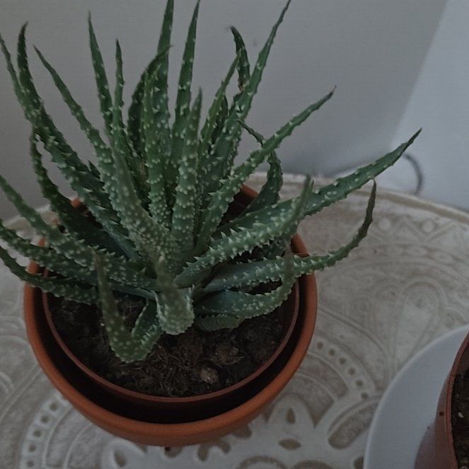 Photo of the plant species Aloe Humilis by @BigZelkova47 named Zebra on Greg, the plant care app