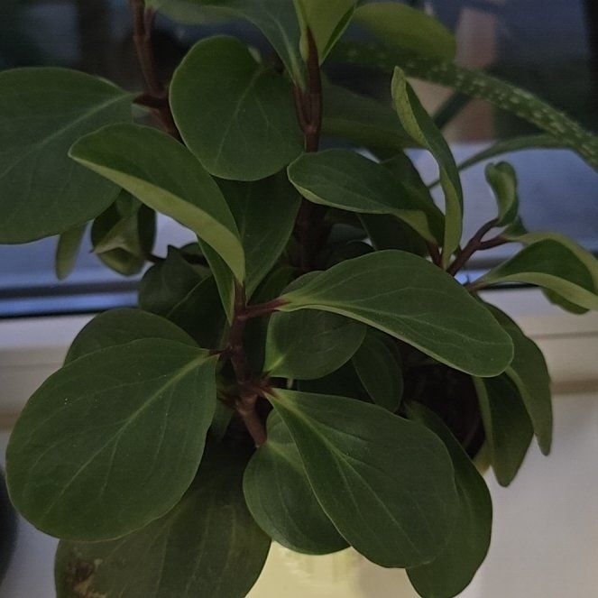 Photo of the plant species Peperomia Thailand by @BigZelkova47 named Cauciuc on Greg, the plant care app