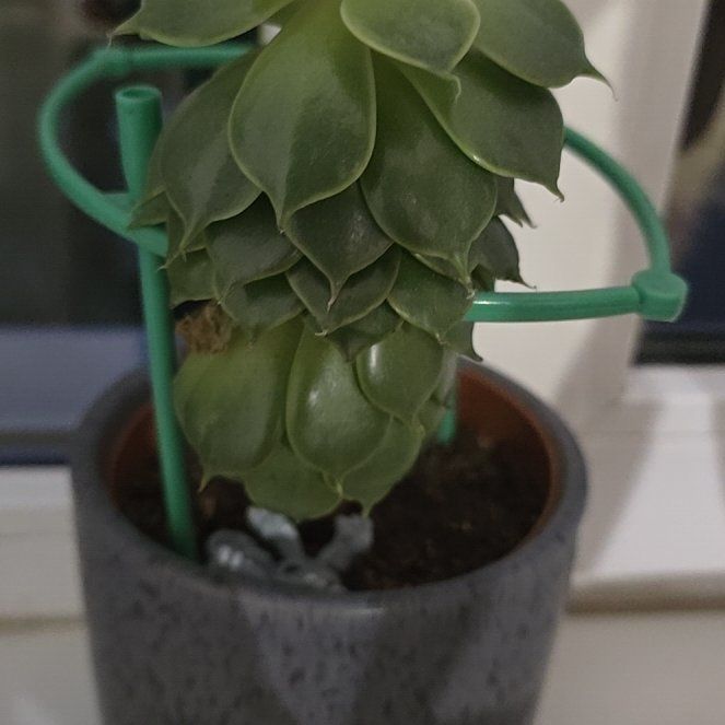 Photo of the plant species Echeveria 'Rosetta Serra' by @BigZelkova47 named Vlad on Greg, the plant care app