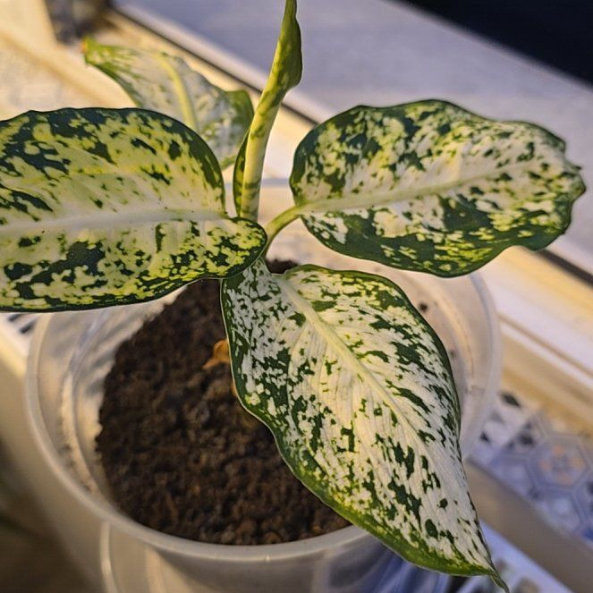 Photo of the plant species Aglaonema 'Spring Snow' by @BigZelkova47 named Achilles on Greg, the plant care app
