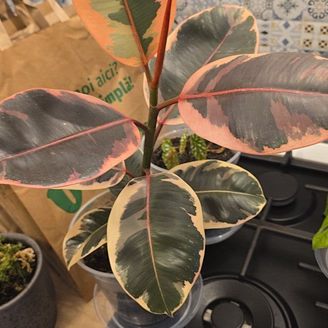 Photo of the plant species Ruby Rubber by @BigZelkova47 named Rosuverde on Greg, the plant care app