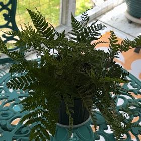 Photo of the plant species Leatherleaf Fern by @Mamacatnip2026 named Gaga on Greg, the plant care app