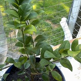 Photo of the plant species Key Lime Tree by @Mamacatnip2026 named Bruce Lee on Greg, the plant care app
