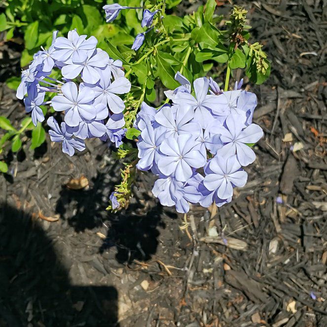 Photo of the plant species Blue Plumbago by @CrucialMaypop53 named Tupot amaroot on Greg, the plant care app