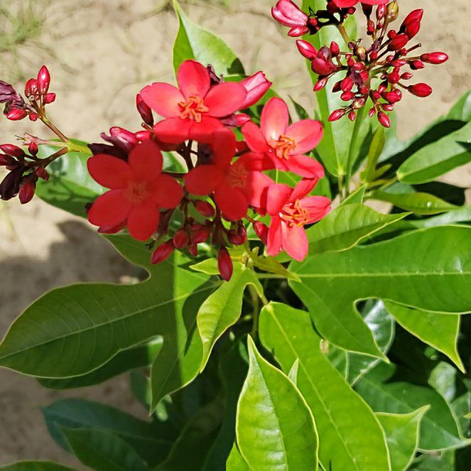 Photo of the plant species Spicy Jatropha by @CrucialMaypop53 named Nemo on Greg, the plant care app
