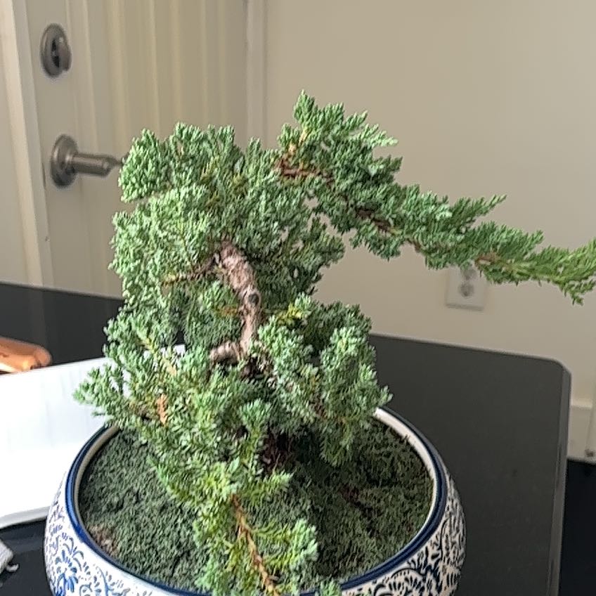 Photo of the plant species Blue Star Juniper by @MemorablePecan named Gaga on Greg, the plant care app