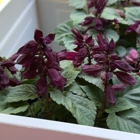 Photo of the plant species Scarlet Sage by @FamedHedera31 named bandit on Greg, the plant care app