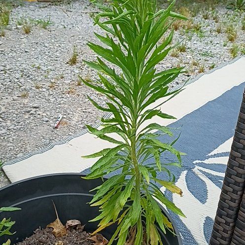 Photo of the plant species Argentine Fleabane by @PetLemonfern33 named Kesha on Greg, the plant care app