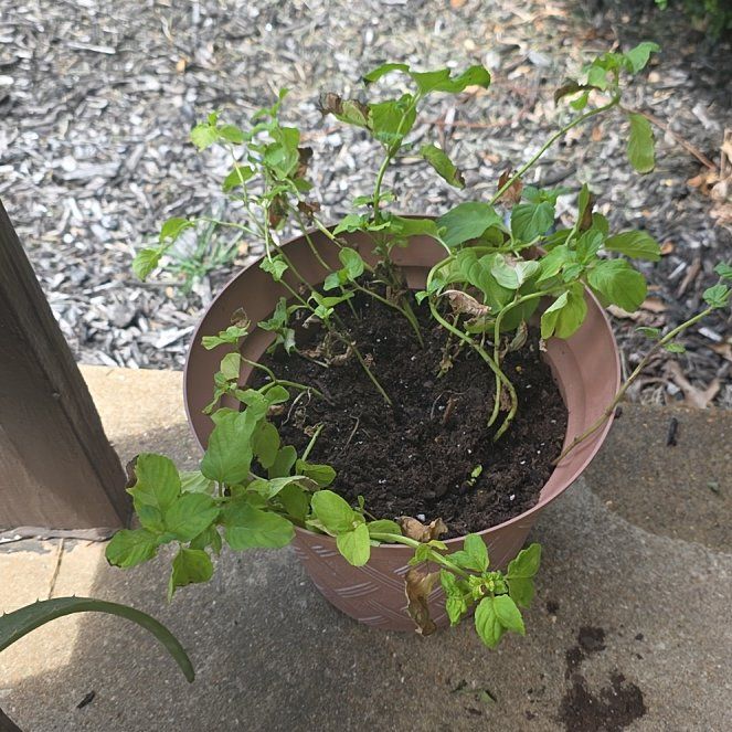 Photo of the plant species Yerba Buena by @WiredHorminum52 named Aria on Greg, the plant care app