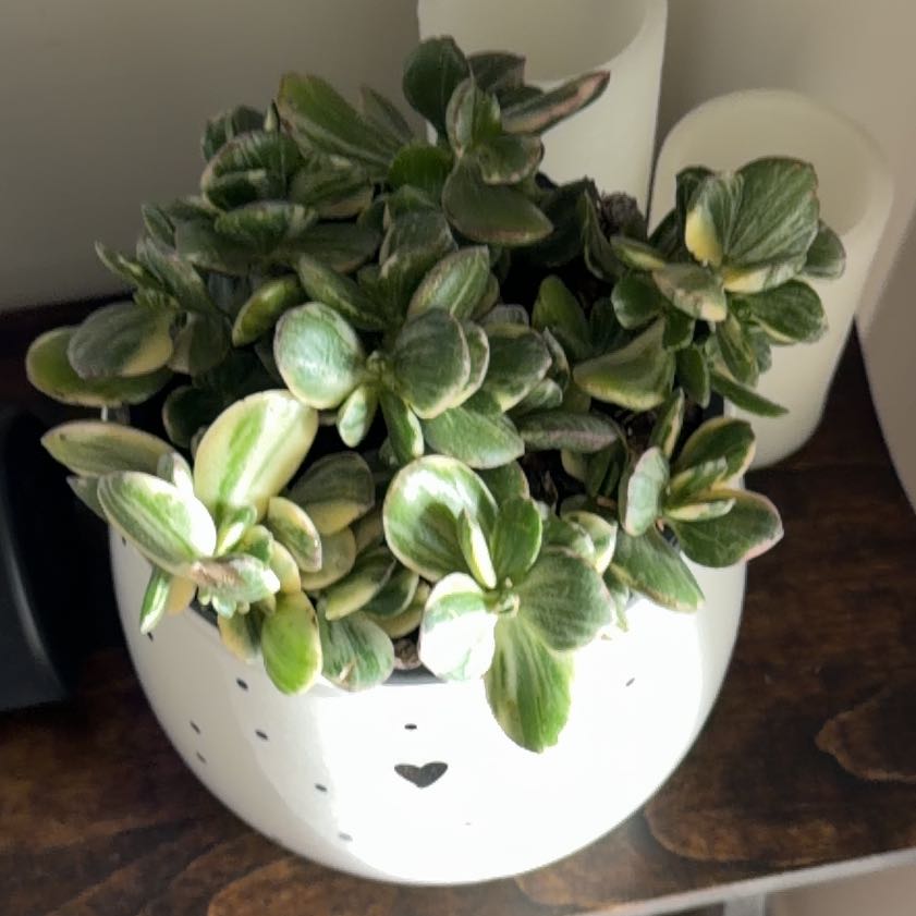 Photo of the plant species Crassula Obliqua by @HunkySquash57 named Kesha on Greg, the plant care app