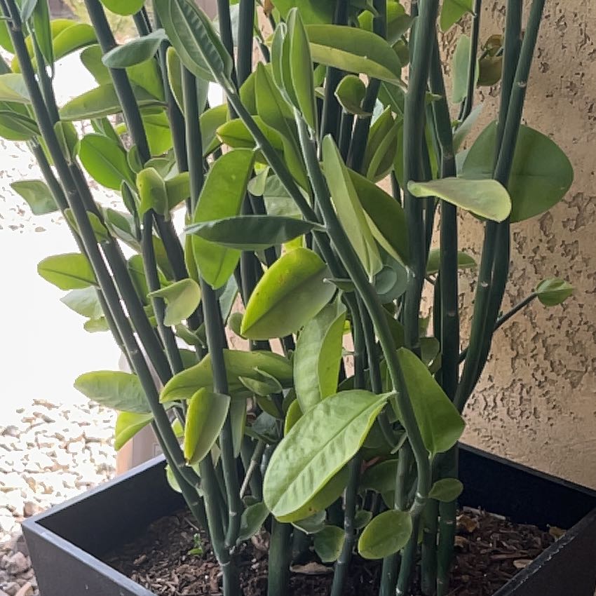 Photo of the plant species Tree Tobacco by @PoetOxtongue49 named Nithin on Greg, the plant care app