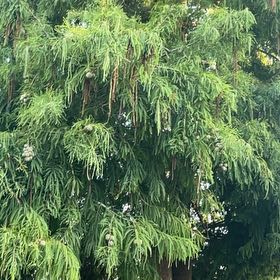 Photo of the plant species Bald Cypress by @ZarfFeverfew39 named Sherlock on Greg, the plant care app