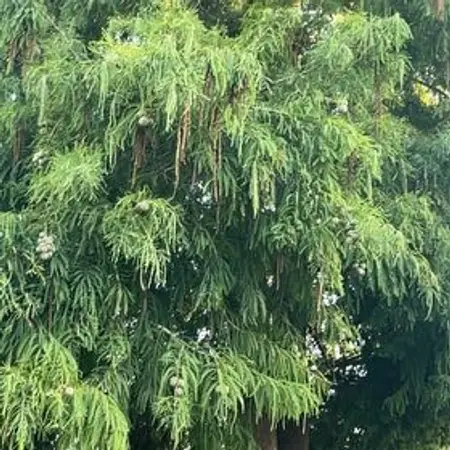 Photo of the plant species Bald Cypress by @ZarfFeverfew39 named Sherlock on Greg, the plant care app