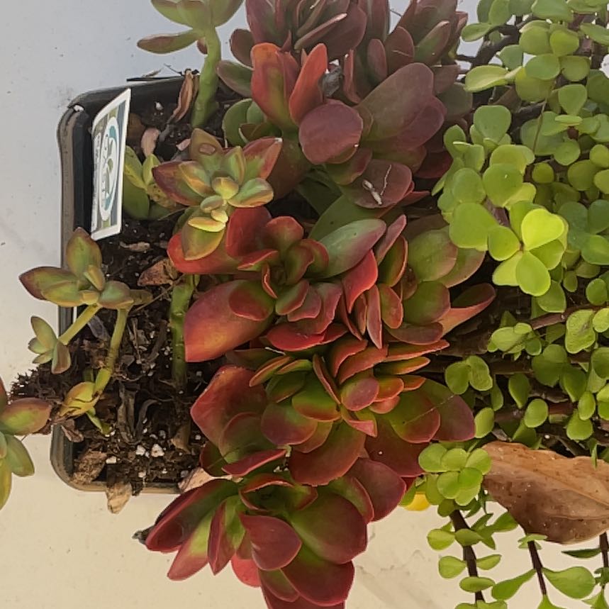 Photo of the plant species succulents by @ToughSkypilot16 named Denali on Greg, the plant care app