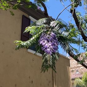 Photo of the plant species Jacaranda by @ToughSkypilot16 named Marilyn on Greg, the plant care app