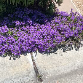 Photo of the plant species Lilacbush by @ToughSkypilot16 named Doja Cat on Greg, the plant care app