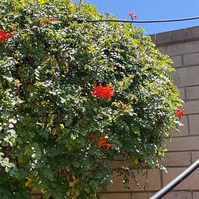 Photo of the plant species Cape Honeysuckle by @ToughSkypilot16 named Leaf Erickson on Greg, the plant care app