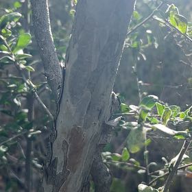 Photo of the plant species Wild Lime by @YernDropwort14 named Nemo on Greg, the plant care app