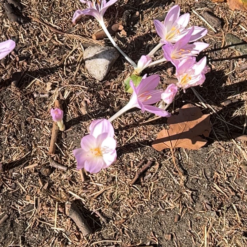 Photo of the plant species Autumn Crocus by @YernDropwort14 named Eva on Greg, the plant care app