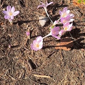Photo of the plant species Autumn Crocus by @YernDropwort14 named Kardashian on Greg, the plant care app
