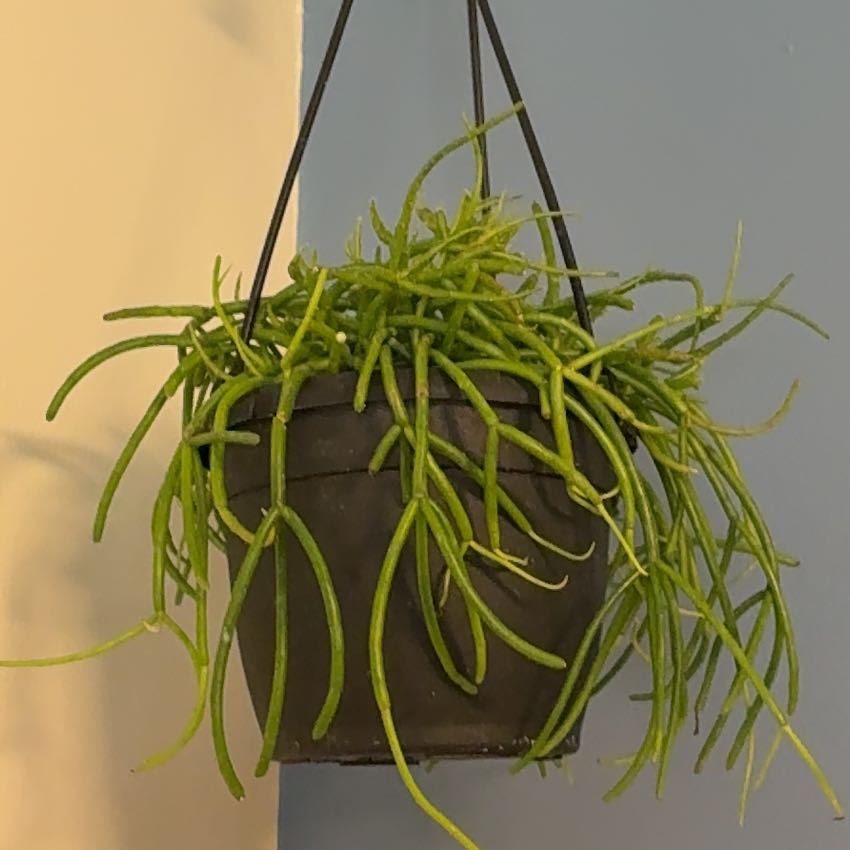 Photo of the plant species Rhipsalis baccifera by @GrownWorm23 named Orwell on Greg, the plant care app